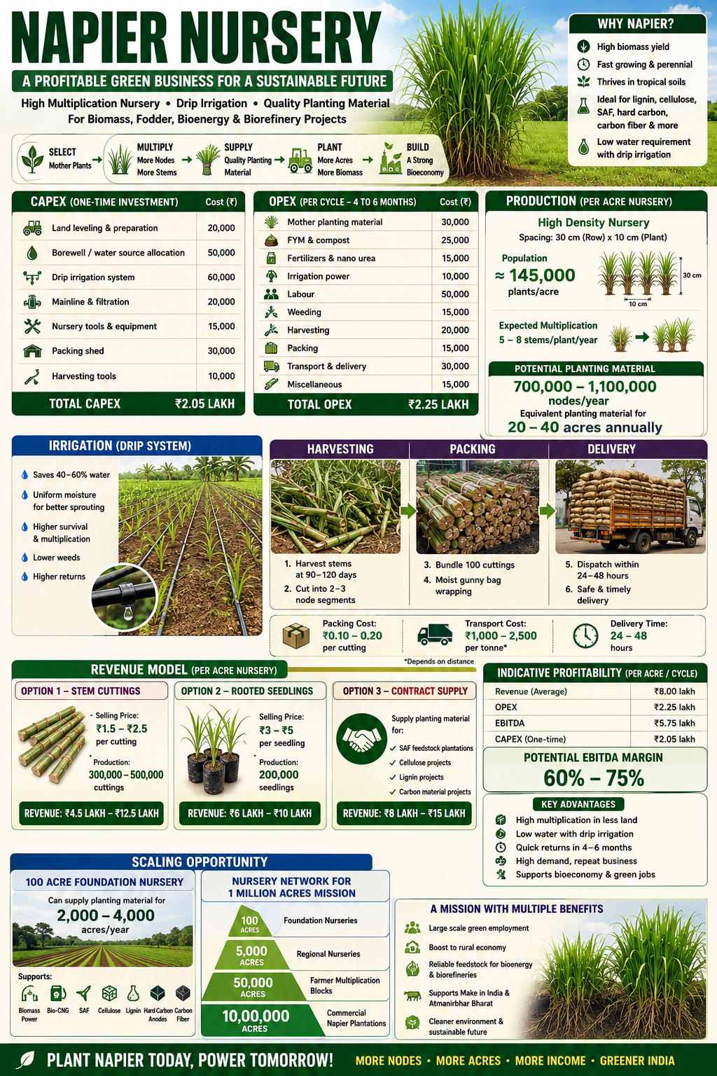 Napier Nursery — a profitable green business for a sustainable future. CAPEX, OPEX, production, irrigation, harvesting, packing, delivery, revenue model and scaling pyramid for 1 million acre mission.