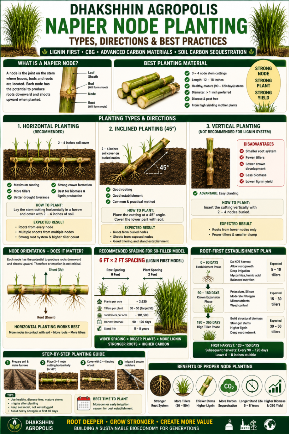 Napier node planting poster showing planting types, spacing model, root-first establishment plan and best practices