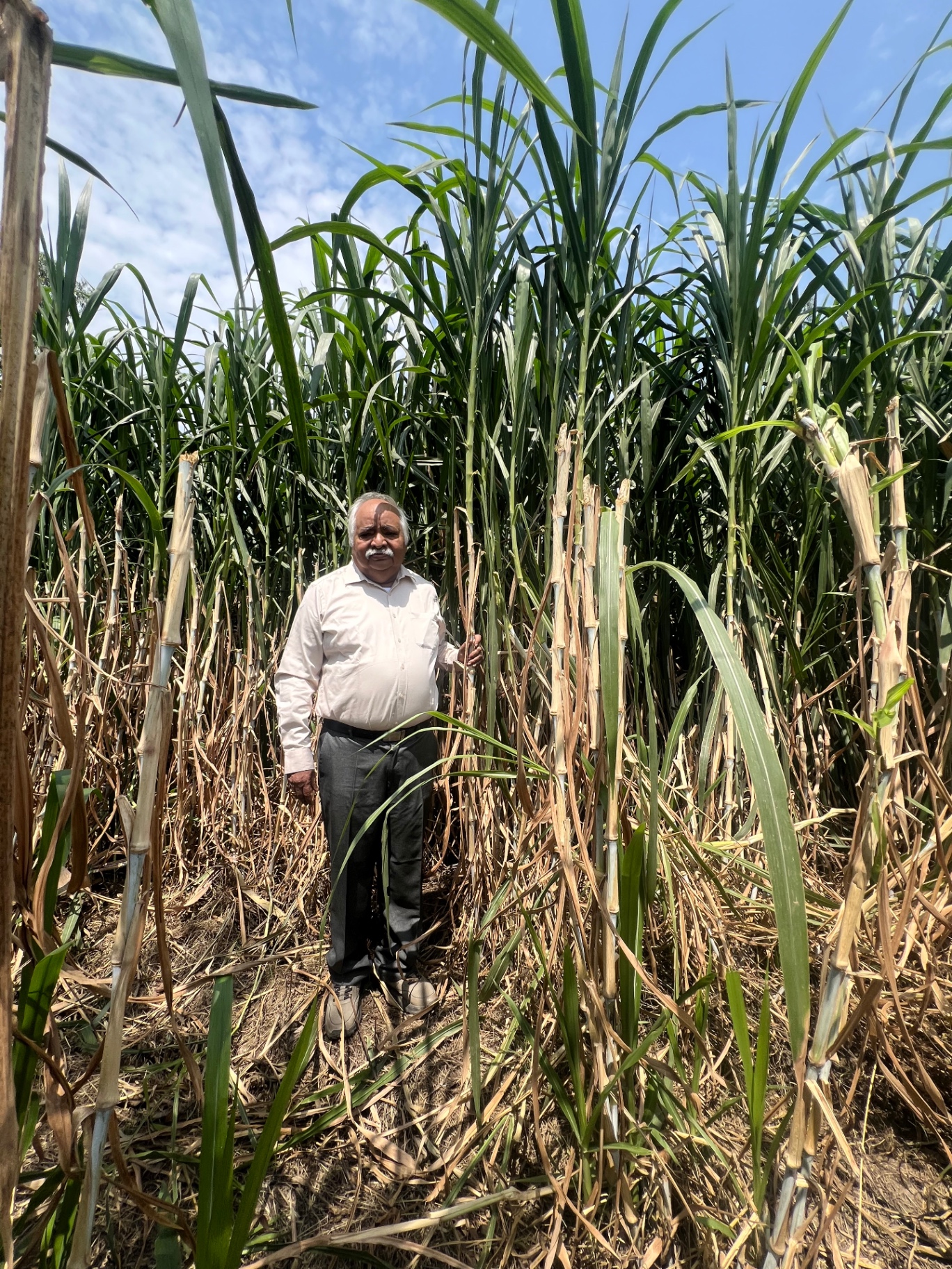 Mr. YV, Director Agropolis, standing within a towering Napier stand under open sky