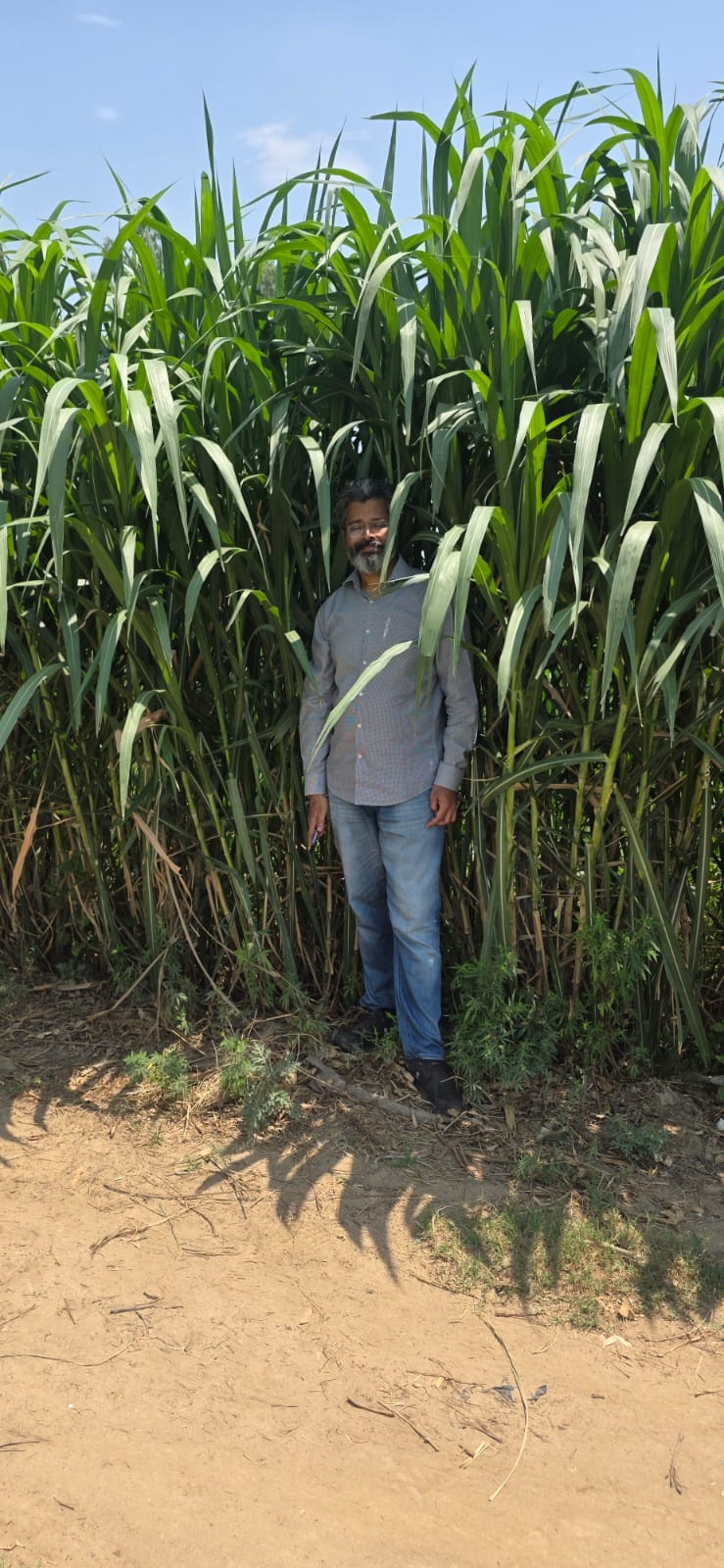 Person standing beside towering Napier stand for height scale