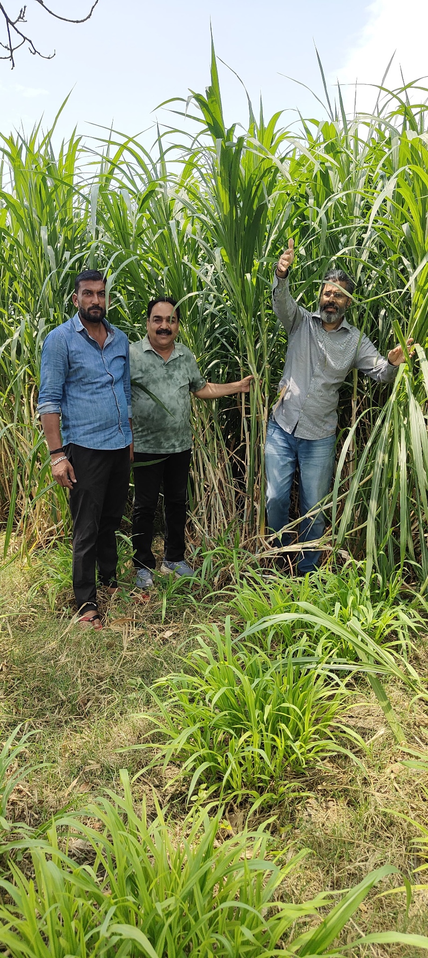Mr. Amar with team standing beside towering Hybrid Bajra-Napier canopy on his farm