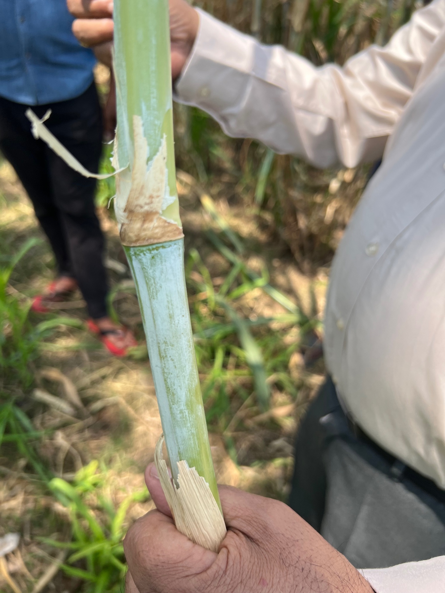 Hand holding a Napier cane with the leaf sheath peeled back to reveal a clean node