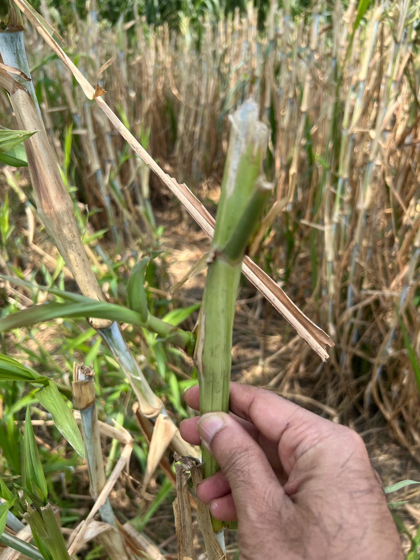 Close-up of a freshly cut Napier stalk