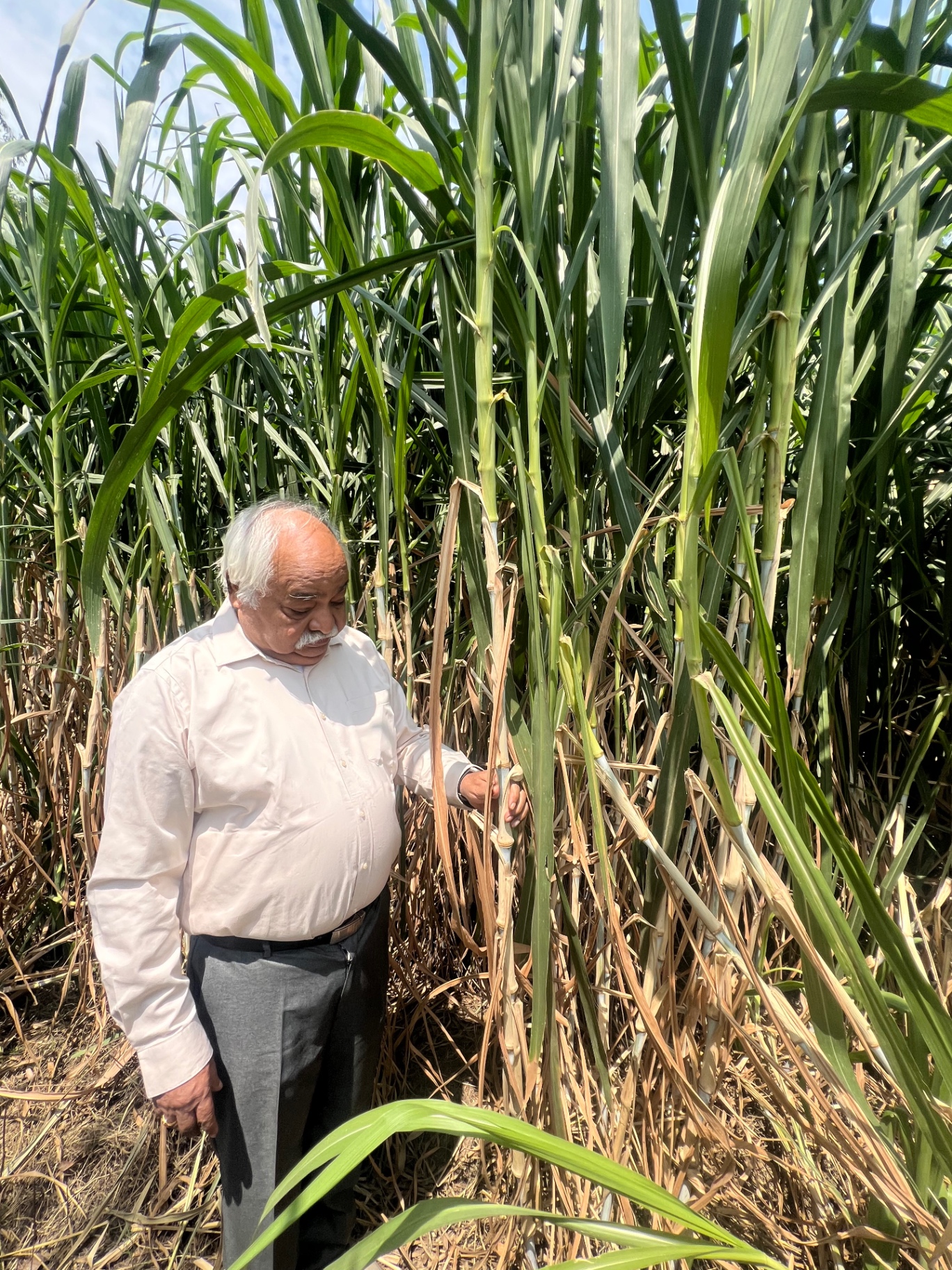 Mr. YV, Director Agropolis, standing beside a towering mature Napier stand reaching over 12 feet