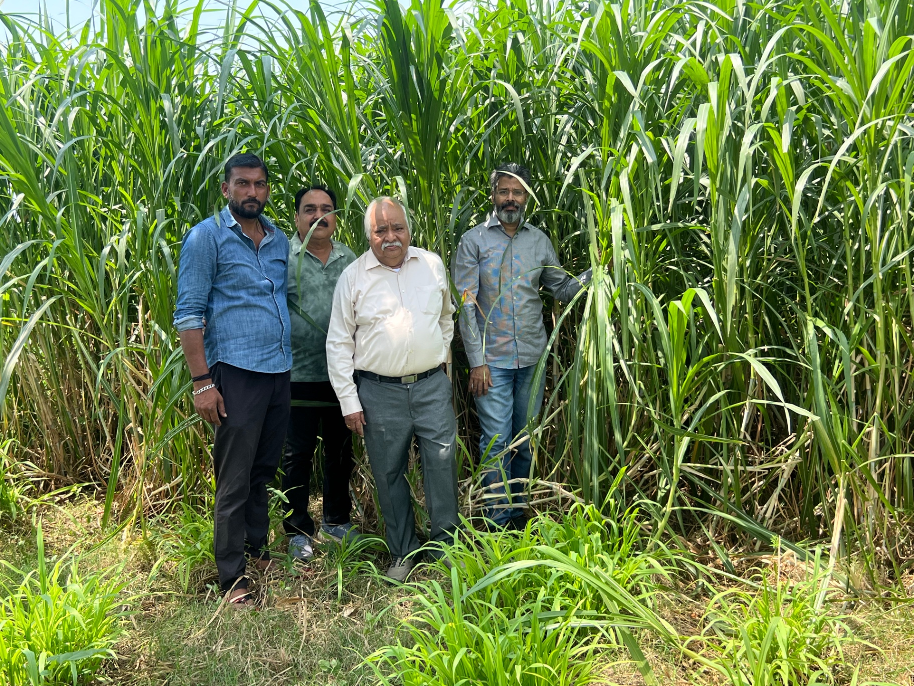 Team of farmers and DAL leadership in front of a dense, head-high Napier stand