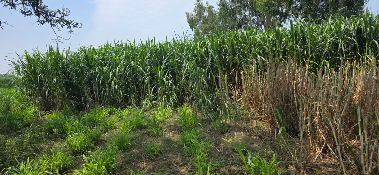 Mature Napier canopy beside sugarcane