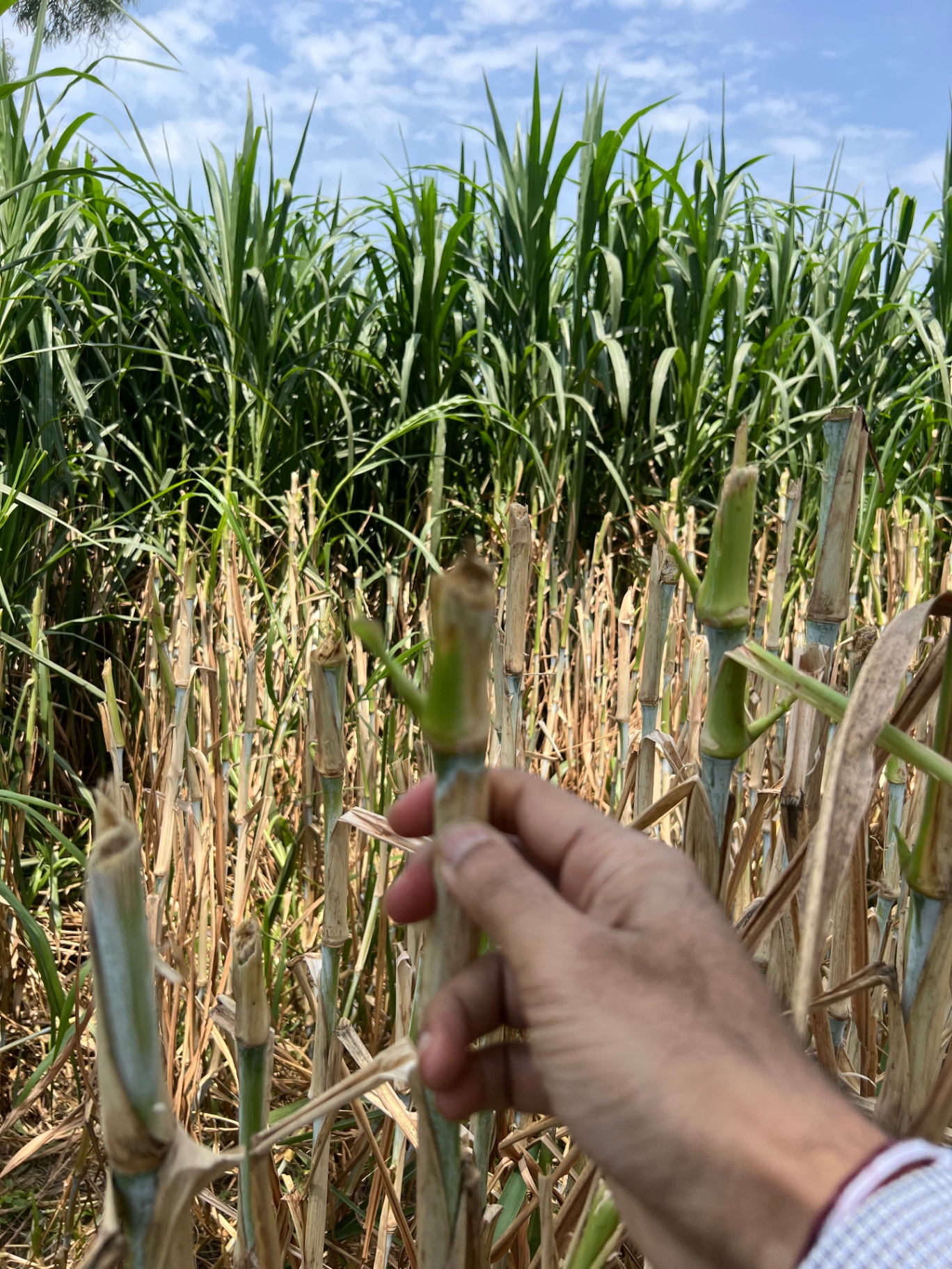 Hand holding a freshly cut Napier stalk in the field for quality check