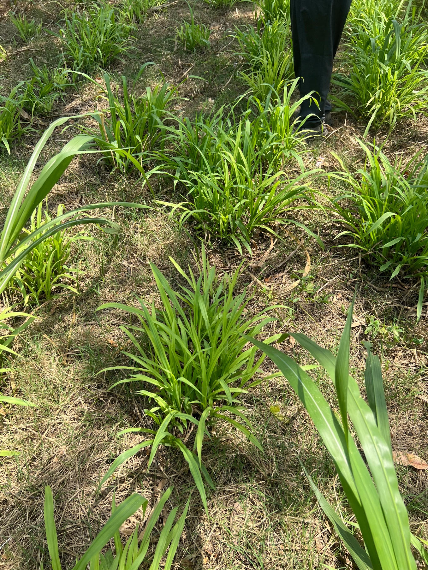 Young Napier tillers establishing on prepared ground beside a field officer's boots