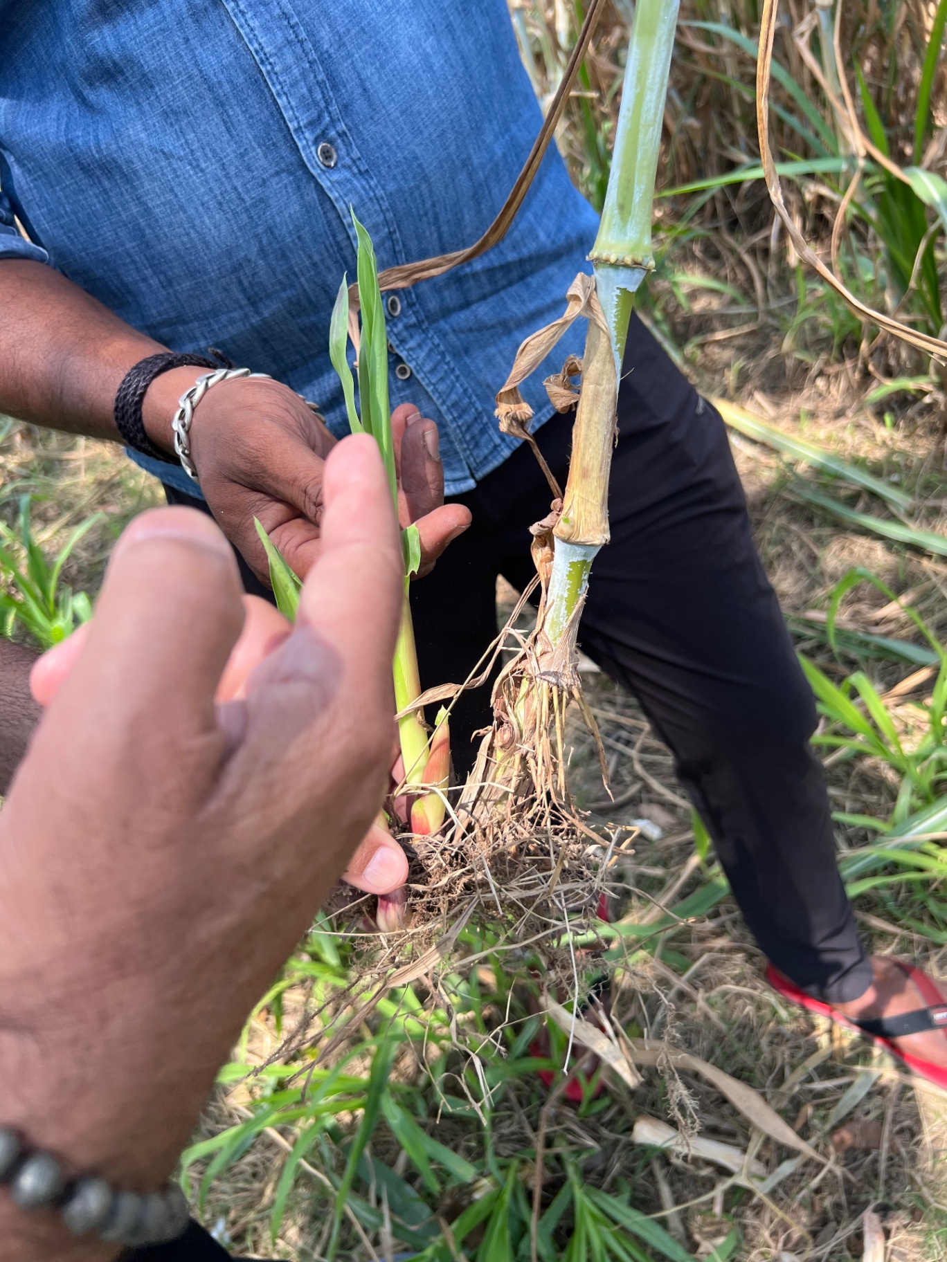 Field officer holding a rooted Napier tiller cut from the parent stool