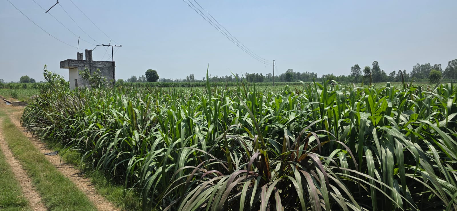 Panoramic Napier field with electrical transformer in background