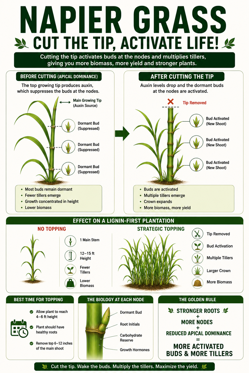 Napier tip activation poster explaining how strategic topping activates buds and increases tillering