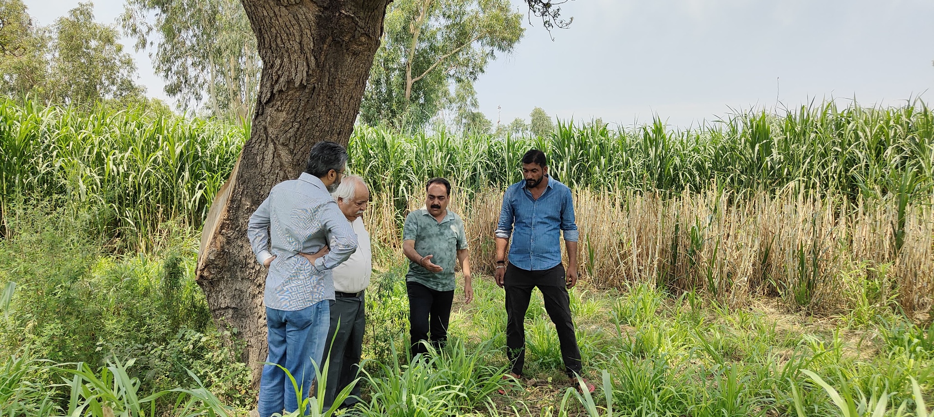 DAL field team and farmers in discussion under a heritage tree with Napier fields behind
