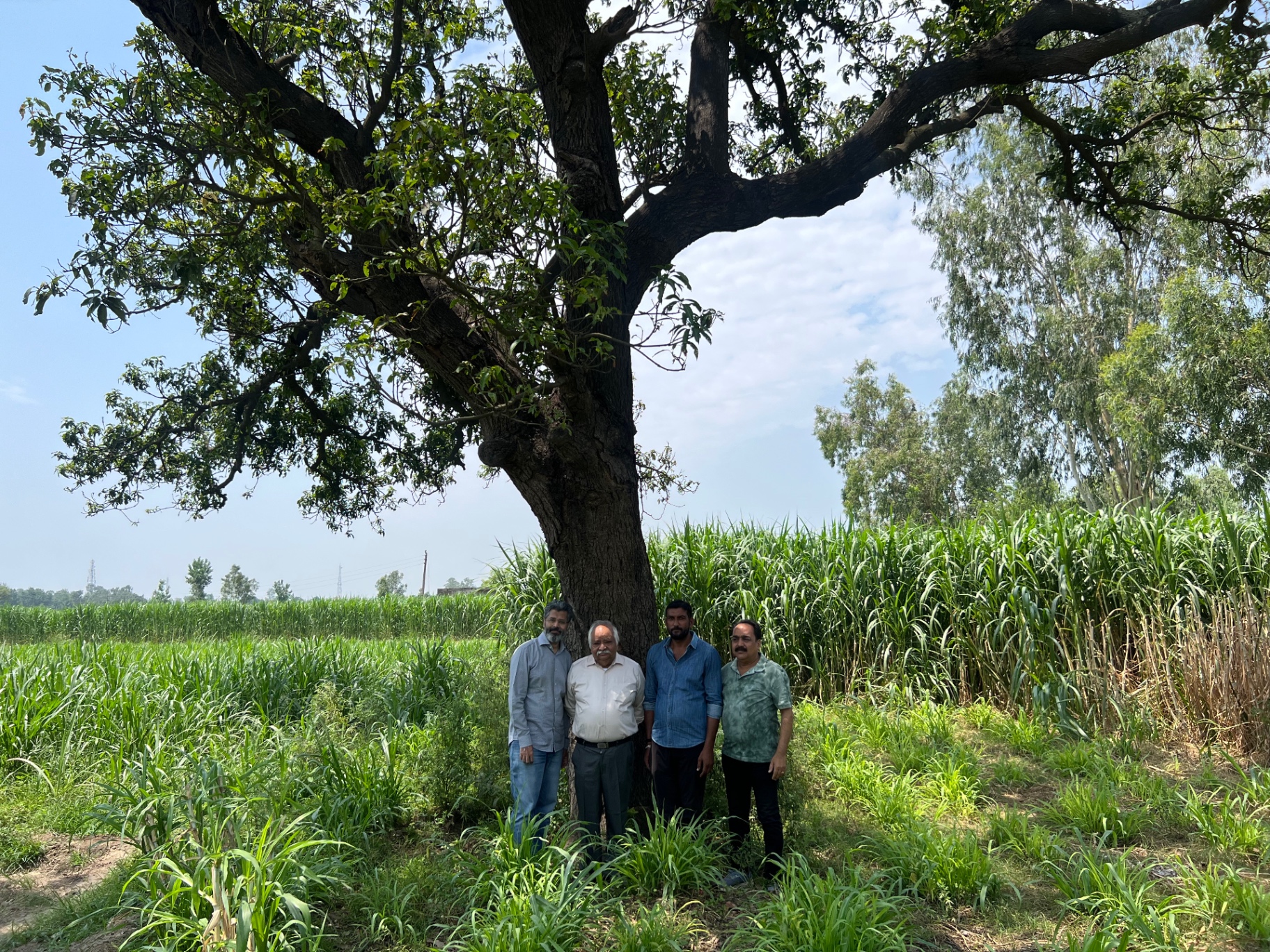 Mr. Amar and team beneath a heritage shade tree flanked by Napier energy crop fields
