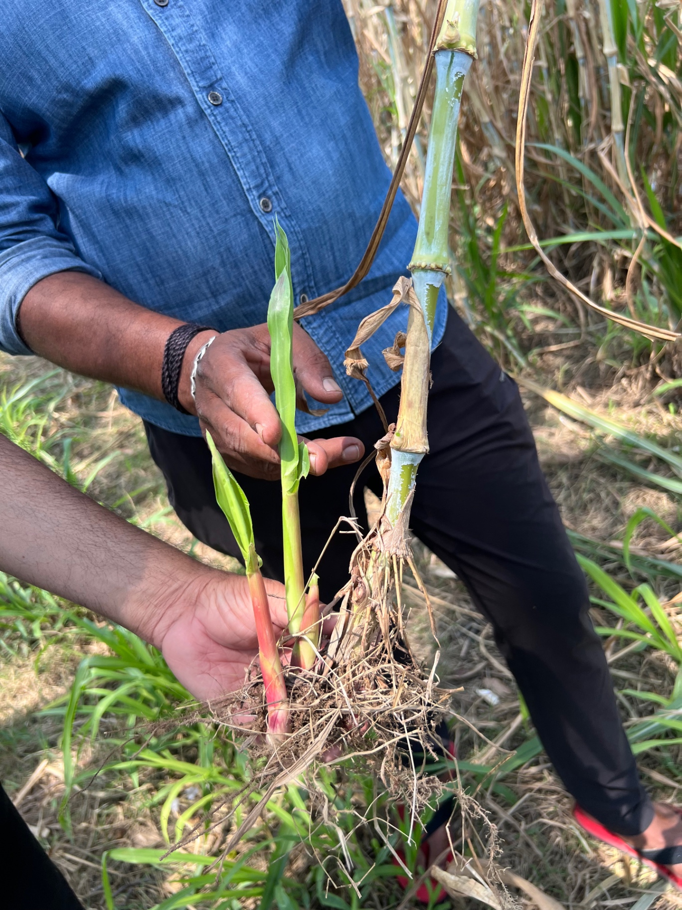 Comparison between a young rooted Napier slip and a mature cane segment used for node propagation