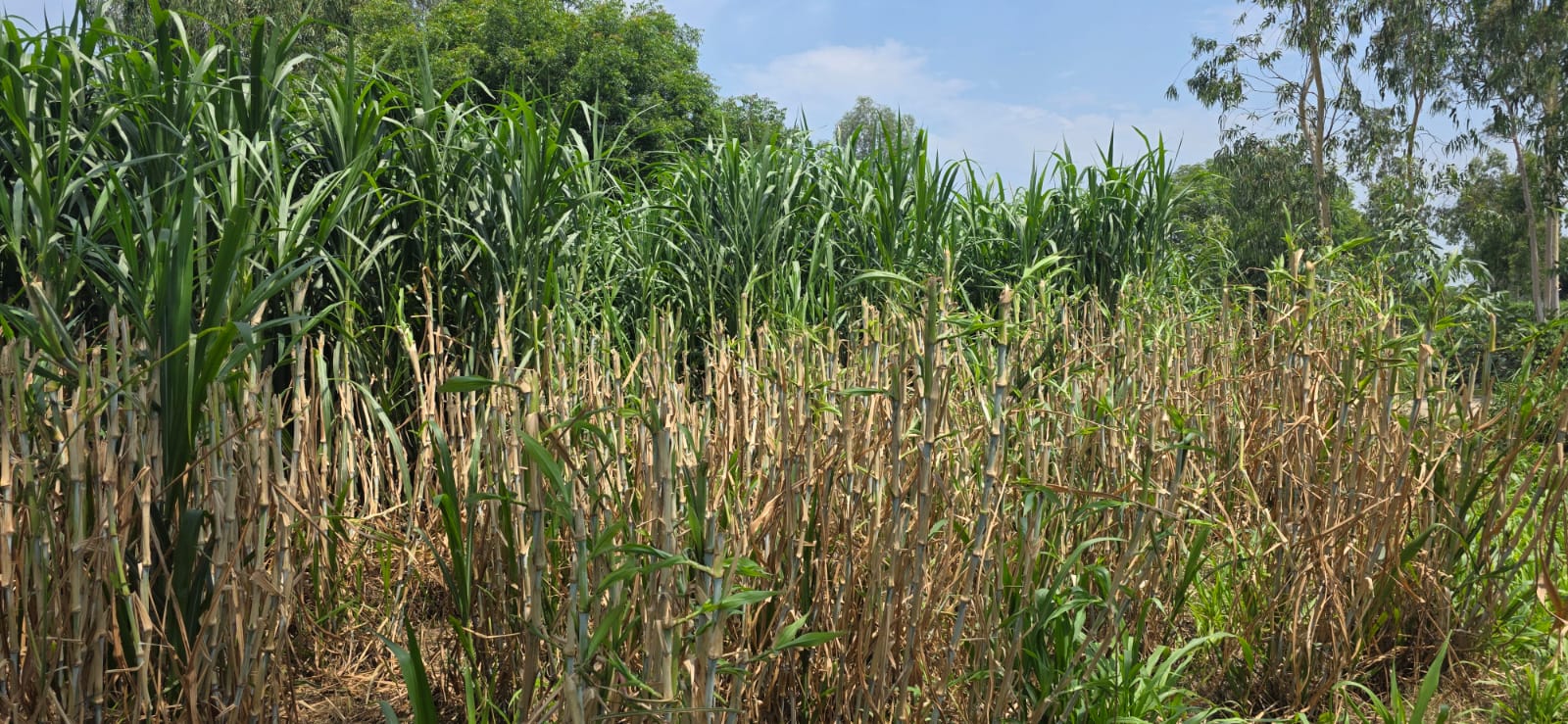 Mature post-harvest Napier stand showing thick stalks and regrowth