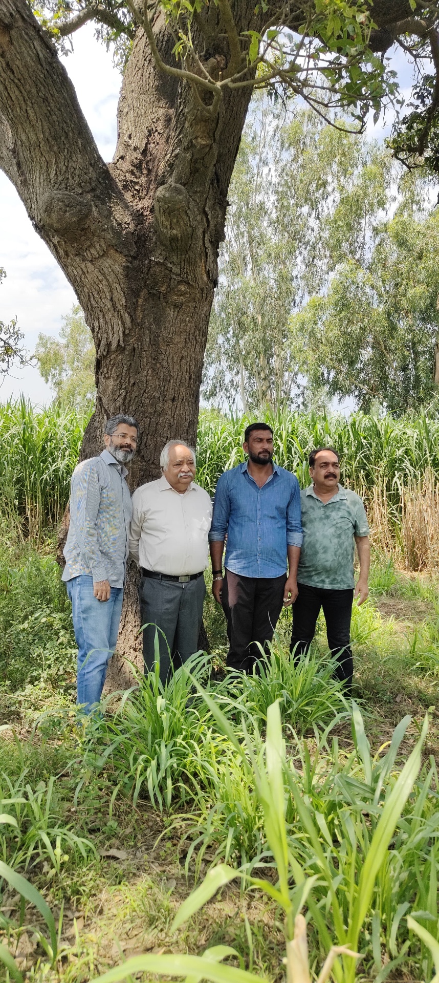 Field team gathered under a large tree with Napier fields in the background