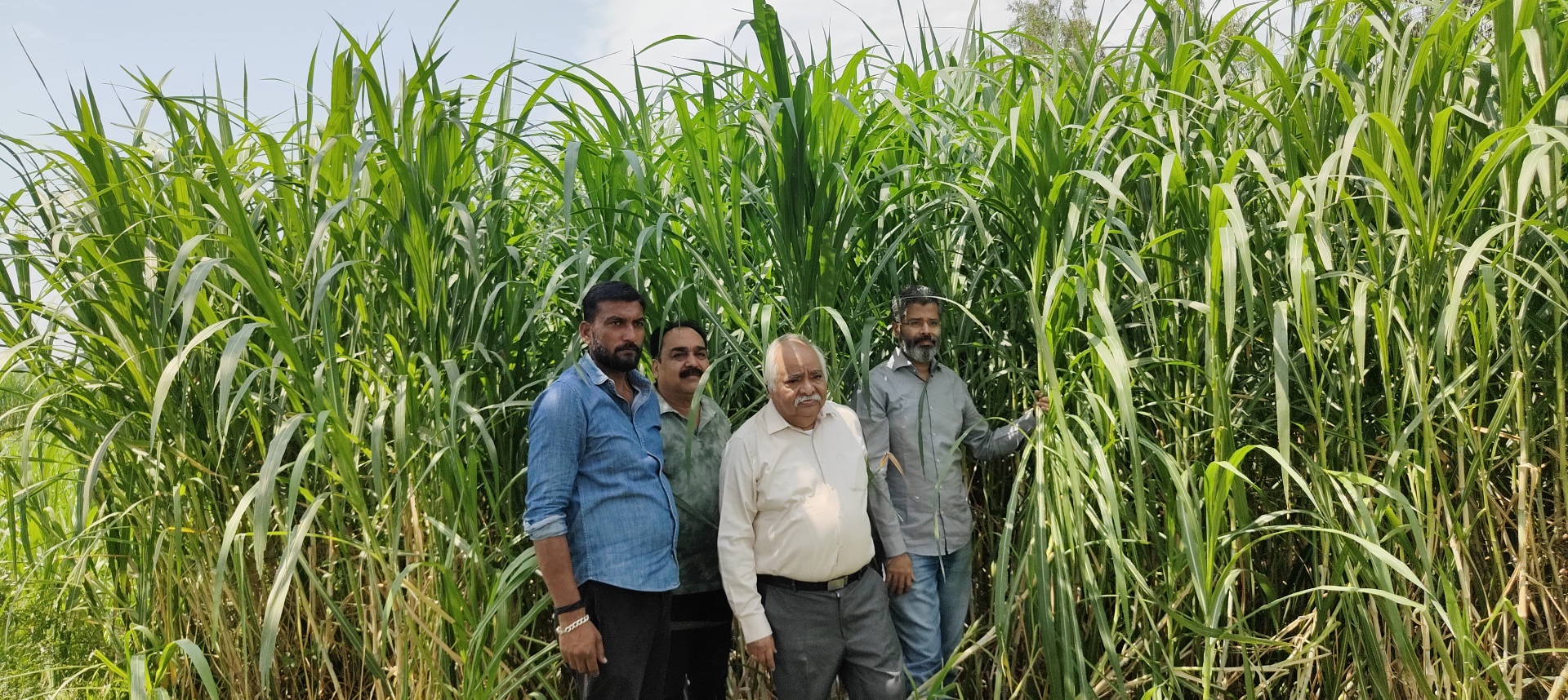 Four farmers and DAL team members standing in front of an arching Hybrid Bajra-Napier canopy