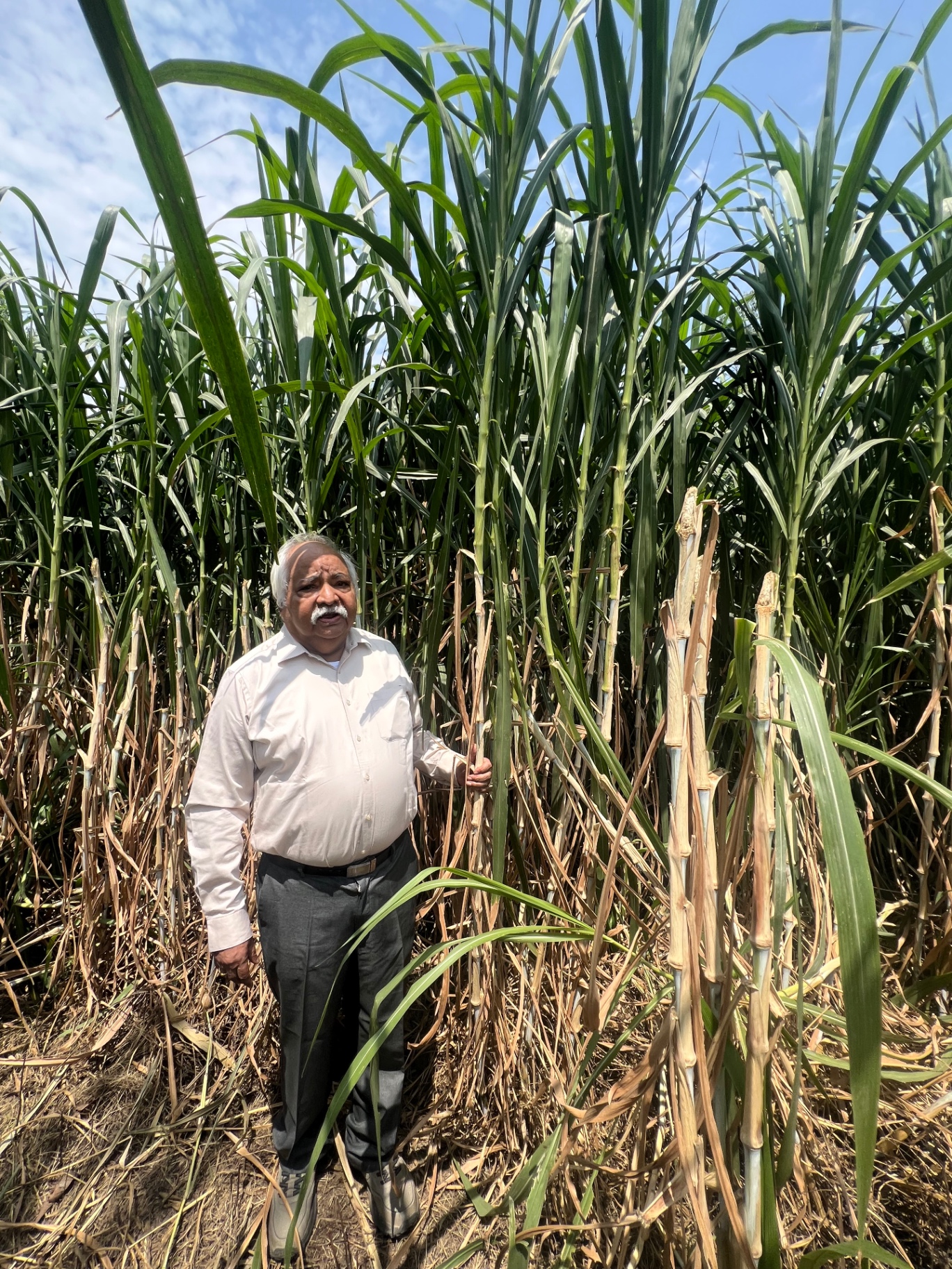 Mr. YV, Director Agropolis, standing within a towering mature Napier energy crop stand