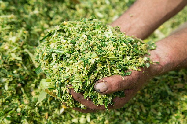 Products — Food · Fuel · Fiber · Feed — Feed