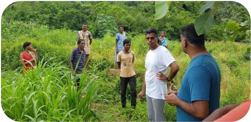 Field walk with farmers across Napier cultivation cluster