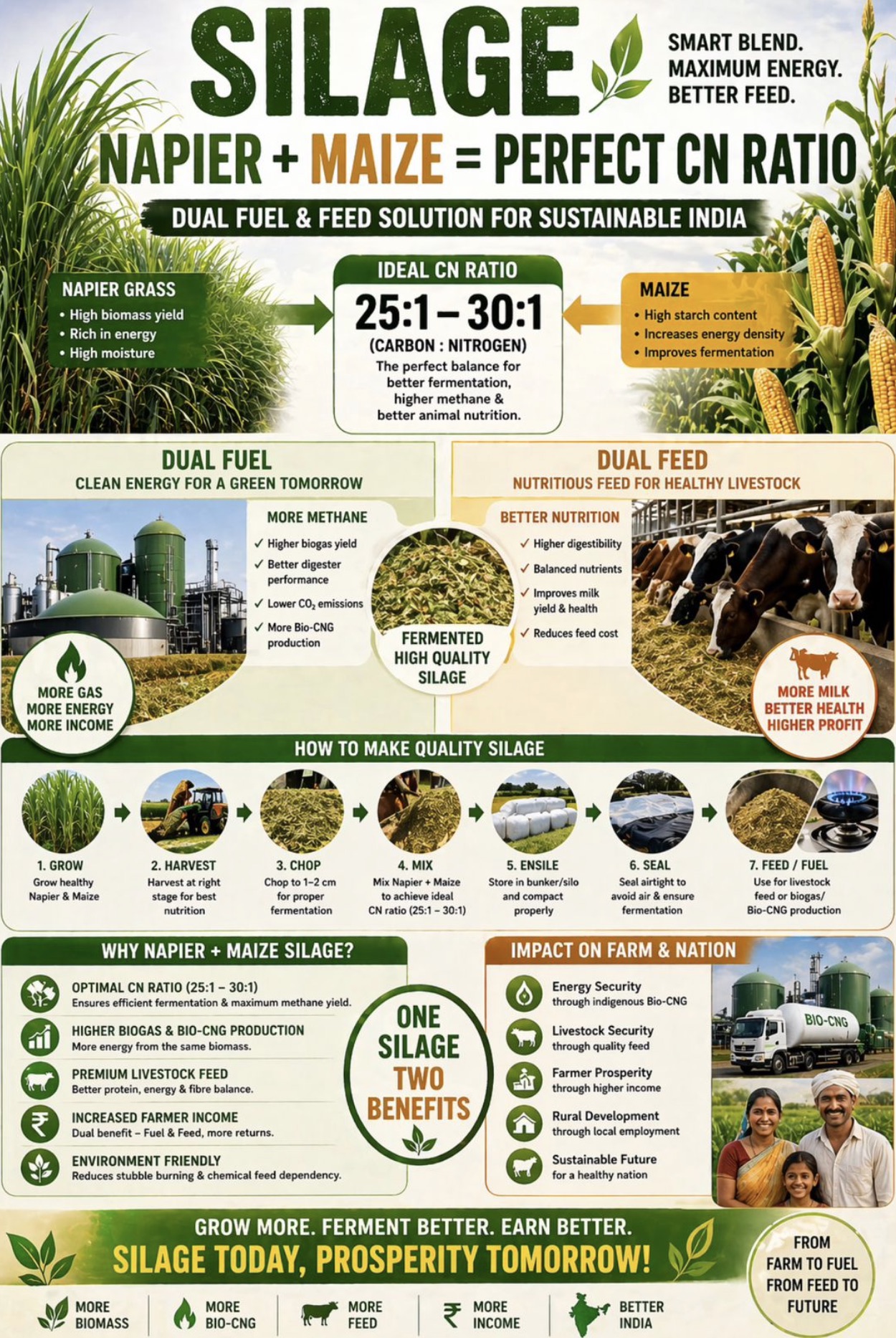Napier + Maize silage — perfect carbon-to-nitrogen ratio for fuel and feed
