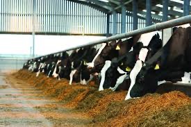 Dairy cattle feeding on fresh silage in an open shed
