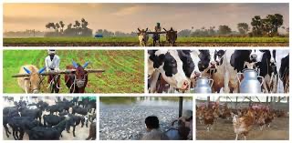 Dairy, sheep, goat and poultry across Nizamabad
