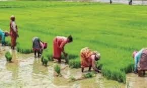 Paddy transplanting in Telangana