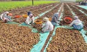 Turmeric harvest in Nizamabad