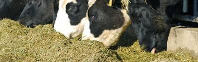 Dairy uptake