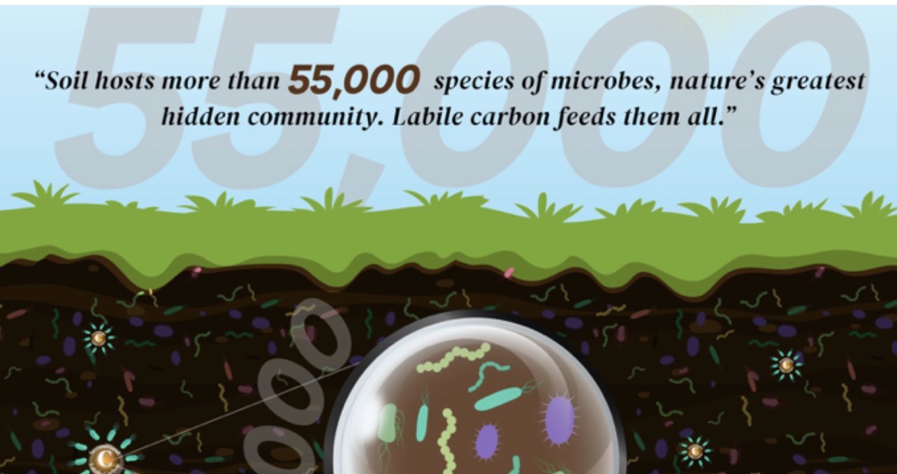 Soil hosts more than 55,000 species of microbes