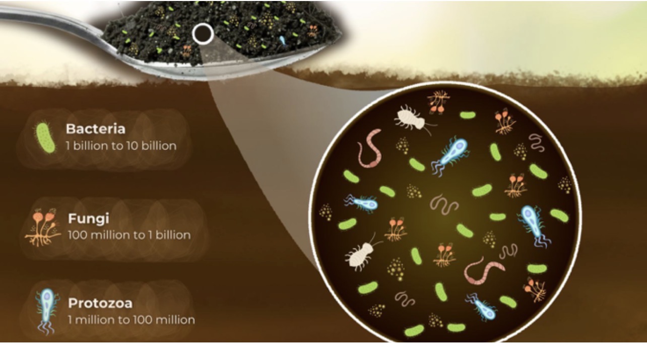 A spoonful of soil — bacteria, fungi, protozoa population counts